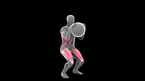 3D Human Anatomy Squats with Medicine Ball Loop Animation