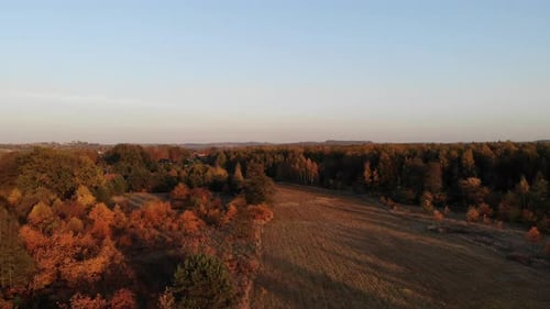 Autumn forest