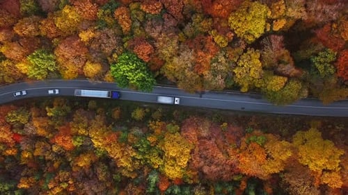 Aerial of Cars Driving Through Sunny Autumn Forest