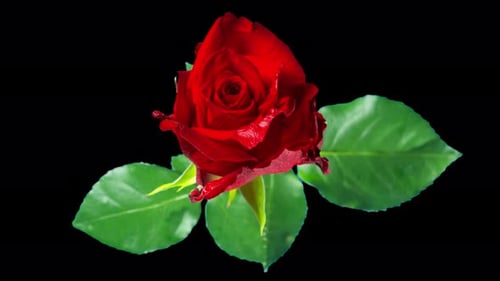 Red rose blooms, time-lapse with alpha channel