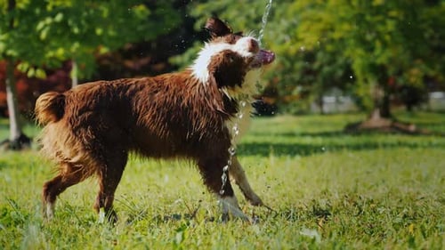 Lustiger Hund, der mit einem Gartenschlauch spielt. Spiele mit dem Besitzer und hab Spaß zusammen