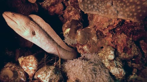 Morena de boca amarilla