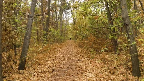 Drone flying backward over a forest path covered with autumn leaves