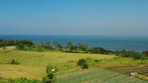 beautiful pattern of rice field farm land on tropical hill over ocean on bali island, aerial