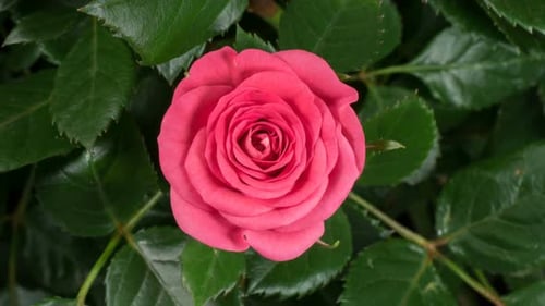 Rosa rosa que crece en Time Lapse