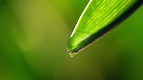 Drop of Dew Falls From a Leaf
