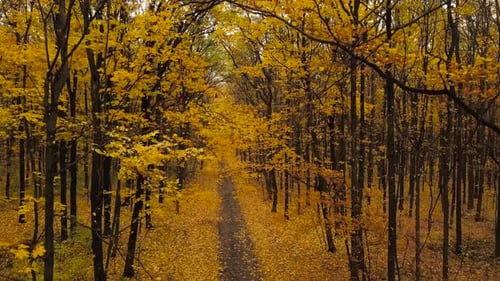 Vol le long d'un chemin dans une forêt d'automne pittoresque