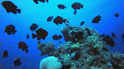 Underwater Sea Fish Coral Reef