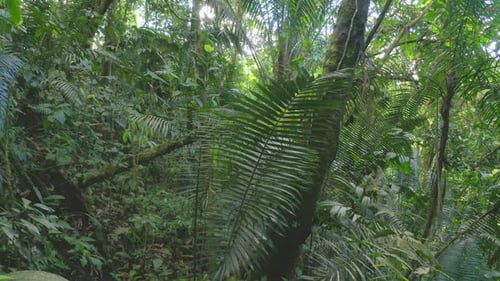 Se déplacer dans une forêt tropicale dense avec de grandes feuilles de fougère