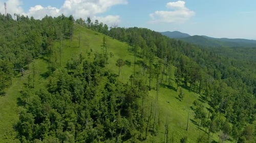 Flight Over the Green Forest on the Hill