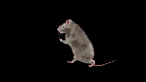 Animated Realistic Rat Standing Looking Around