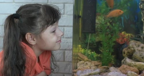 Small fishes in home aquarium.