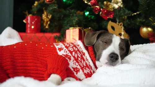 Dog Relaxing Under Christmas Tree Wearing a Sweater