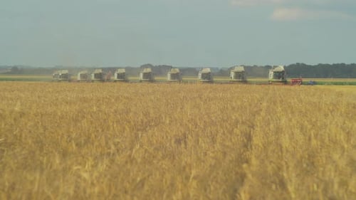 Combines in a wheat field