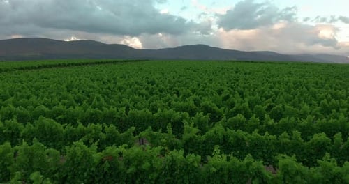 Italienische Landschaft Wunderschöne Bauernhöfe und Weinberge Schöne Luftaufnahme