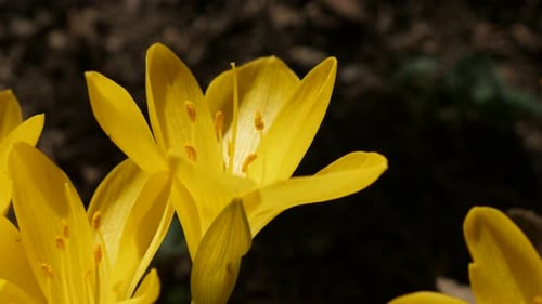 Detailed plant lily-of-the-field close-up 3840X2160 UltraHD footage - Yellow crocus flower stigma