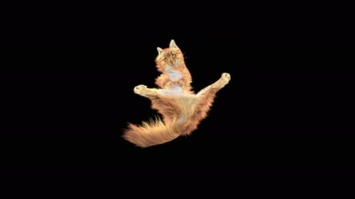 Cat Dancing 4K