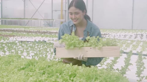 Young asian woman picking vegetables to basket in hydroponic system organic lettuce farm.