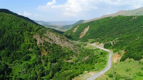 Forest and Road