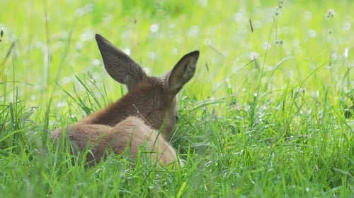 Resting Fawn Lies Calmly in Green Meadow