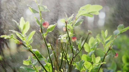 Blueberry Bushes Glistening with Water Droplets in Forest