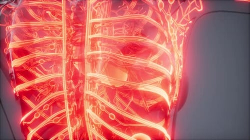 3D Animation of Human Lymphatic and Circulatory System