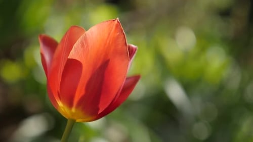 Close-up flower bulb of Tulipa gesneriana slow-mo 1920X1080 HD footage - Slow motion red tulip li