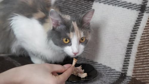 Feeds a Cat with Hands