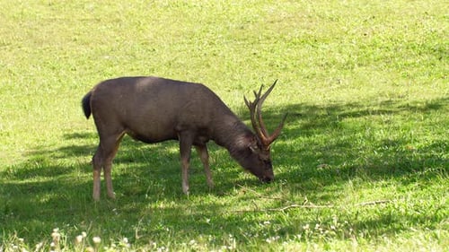 Beautiful Deer Eating Green Grass in Shadow of Tree