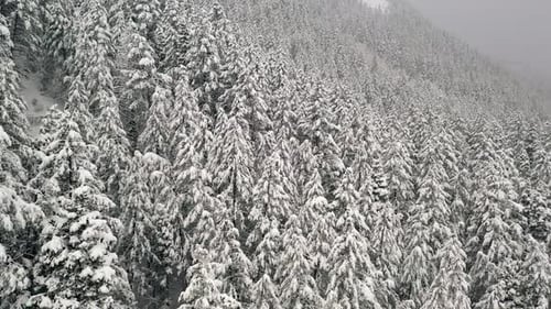 Survoler la cime des arbres enneigés à flanc de montagne en hiver