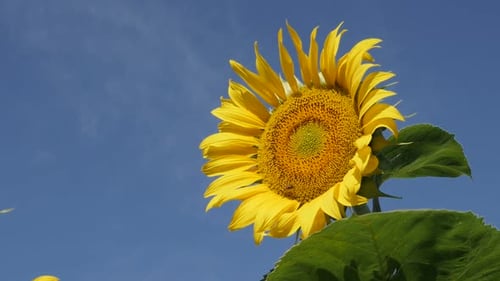 Swinging of yellow sunflower Helianthus annuus plant on wind close-up footage