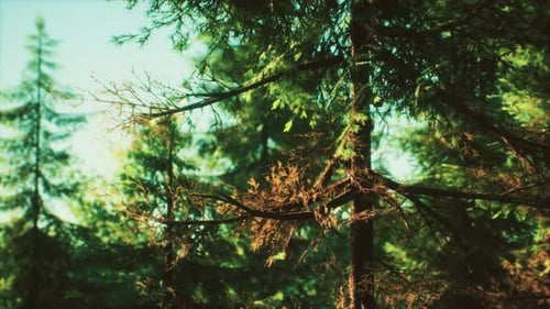 Green Cone Trees in Bright Sun Light
