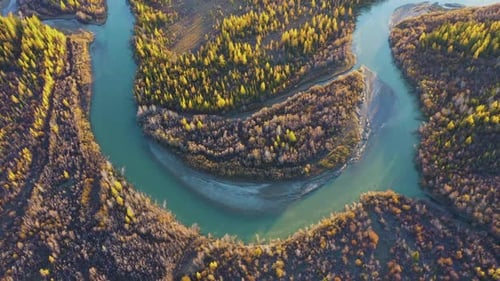 Yellow Larches and Chuya River Meander in Autumn. Aerial View. Altai, Russia