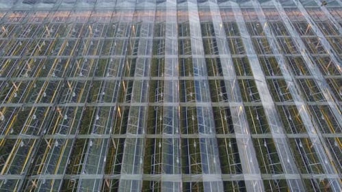 Industrial Greenhouse with Mediacal Marijuana From Above Aerial View