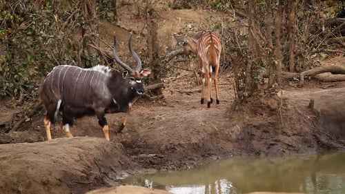 Nyala in Kruger National park, South Africa
