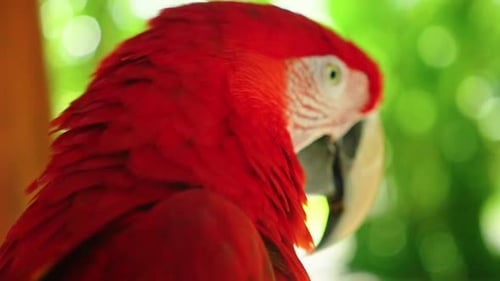 Buntes Porträt des roten Amazonas-Ara-Papageis gegen den Dschungel