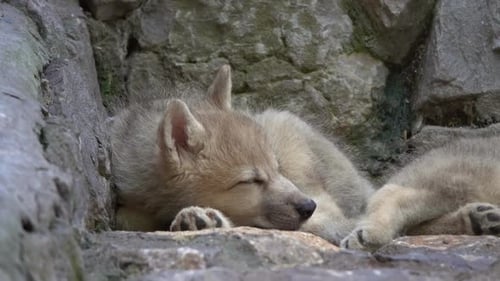White Wolf Cub on the Rocks