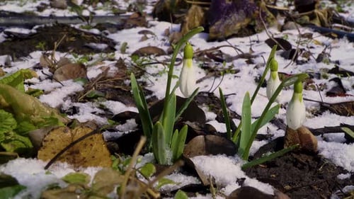Beautiful Snowdrop Flower Bloom and Snow in Spring