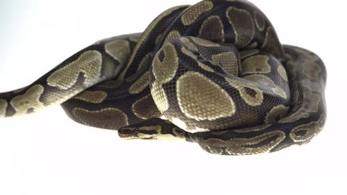 Royal Python o Python Regius aislado en estudio contra un fondo blanco.