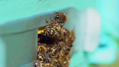Viele Bienen am Eingang des Bienenstocks. Bienenschwarm am Eingang des Bienenstocks