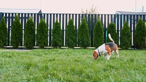 Beagle Sniffing Grass in Sunny Suburban Yard