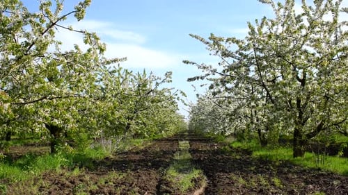 Flowering Cherry Trees in Spring Garden