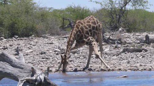 Giraffe bows to drink from a pond
