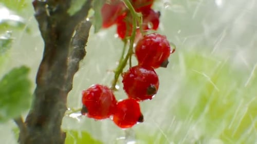 Close View of a Red Currant Plant with Ripe Berries at the Rain