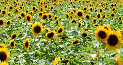 Beautiful Sunflower field farm