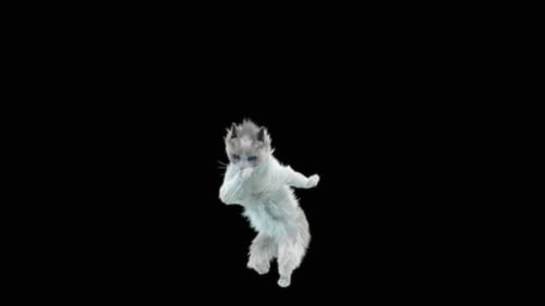 Katze HD