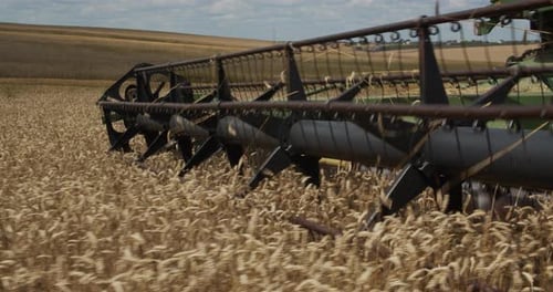 Harvester Harvests Ripe Wheat In The Field