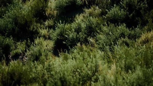 Beach Dunes with Long Grass