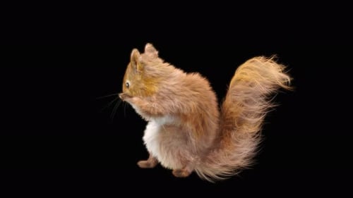 Squirrel