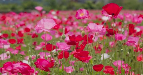 Pink Poppy Flower Field Garden